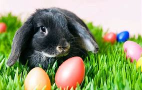 Image result for Super Cute Easter Bunny