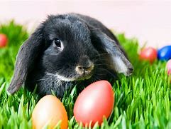 Image result for Cute Easter Poses with Rabbits