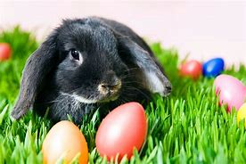 Image result for Small Easter Bunny Pics