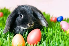 Image result for Easter Eggs Bunnies