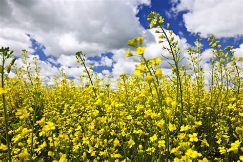 Where to Find Canola Fields in Perth