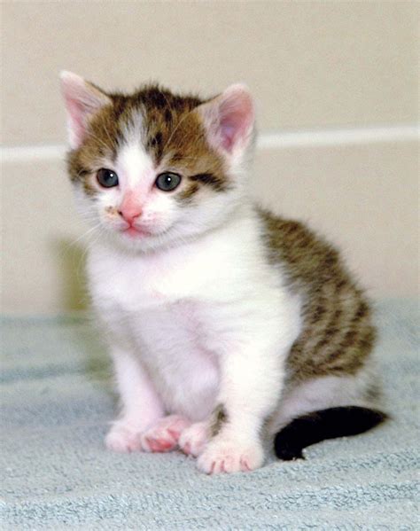 CC, The First Cloned Cat | Britannica