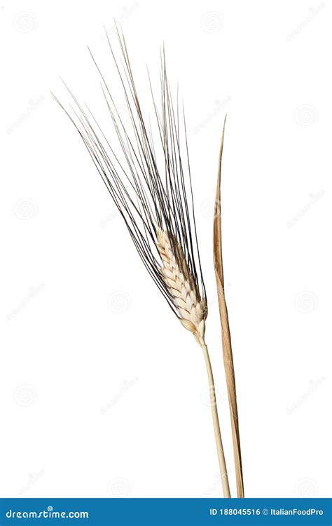 Wheat Isolated on White Backgrounds, Spiga Di Grano Stock Photo - Image ...