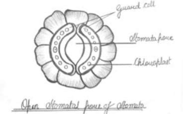 Q1 State a function of stomata.answer in short - Brainly.in