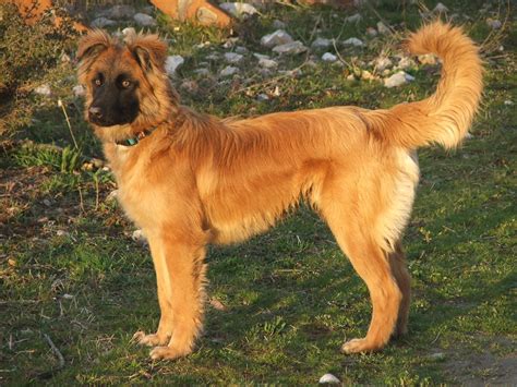 Hiru Indor: basque shepherd dog