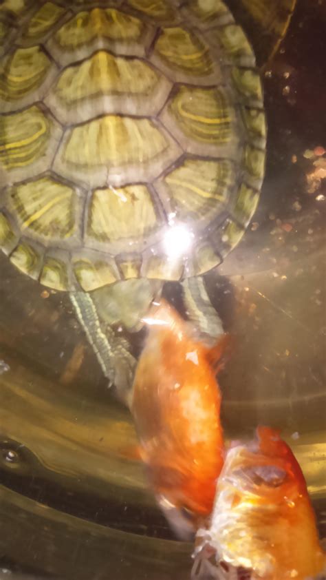 Do Pond Turtles Eat Fish? Unveiling Aquatic Diets!