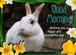 Image result for Good Morning Spring Bunnies