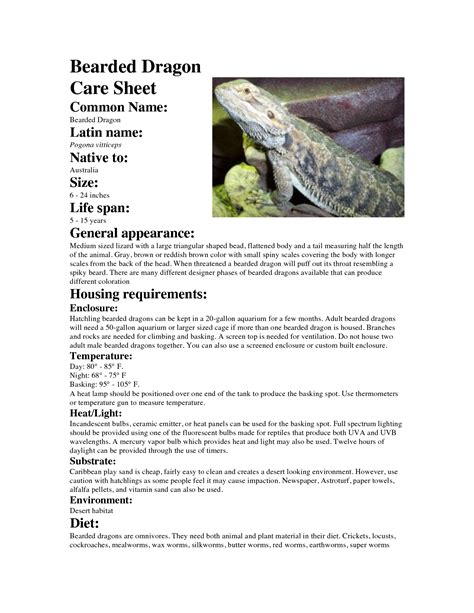 Printable Bearded Dragon Care Sheet