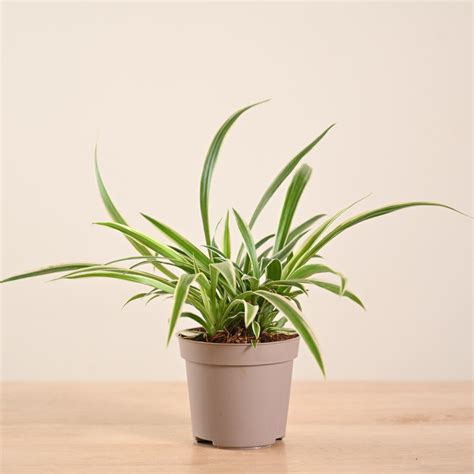 Buy Spider Plant Chlorophytum Spider| Benefits, Tips & Placement – Ugaoo