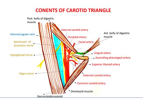 Anterior Triangle of Neck - Anatomy QA