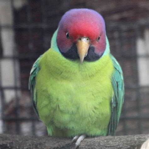 Rose Ring Neck Parrot