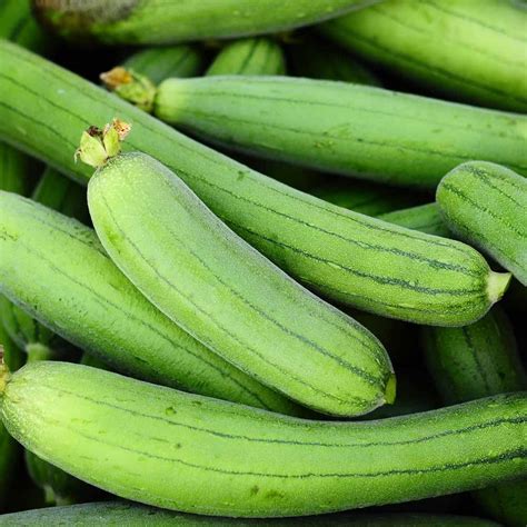 Sponge gourd (Hybrid Seeds) – Kumaun Plants