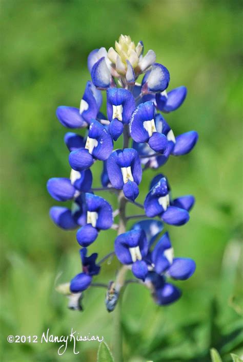 Wild About Texas: The Bluebonnet is the Star of The Texas Spring