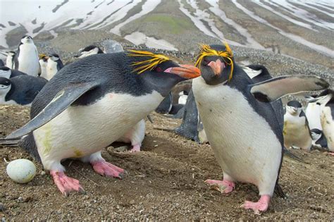 Do Penguins Have Feathers? What You Need to Know