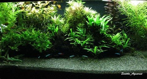 Image result for How to Trim a Java Fern