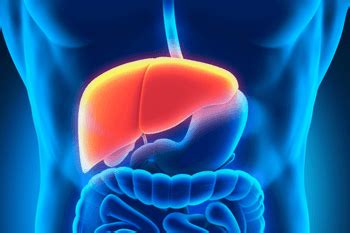 The Ultimate Solution for Liver and Gallbladder Health! – SimplyHerbal