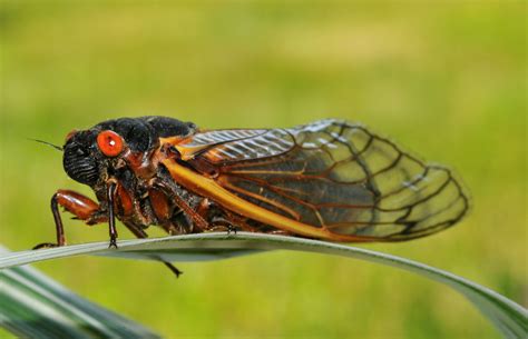 Cicadas are emerging in MA, but do they bite? 5 myths debunked