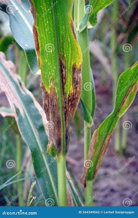 Plant Disease, Corn Leaf Blight from Fungus Stock Photo - Image of corn ...