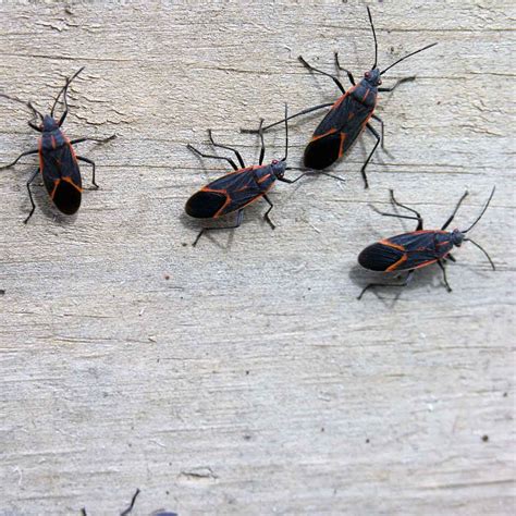 Are Boxelder Bugs Dangerous to People, Pets and Property? | The Family ...