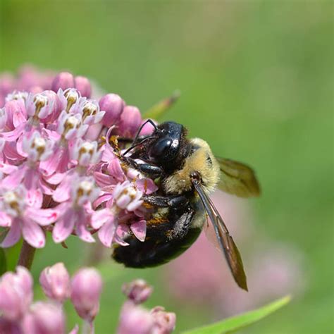 Are Carpenter Bees Poisonous To Dogs