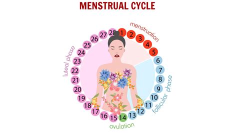 Understanding your Menstrual Cycle: A Comprehensive Guide