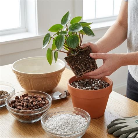https://houseplant101.com/plants/raindrop-peperomia/raindrop-peperomia-potting.jpg