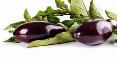 coltivare melanzane in vaso come coltivare le melanzane trucchi e suggerimenti coltivare melanzane in vaso come coltivare le melanzane trucchi e suggerimenti