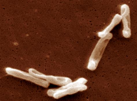 Fecal transplants: the scoop on therapeutic poop - Scienceline