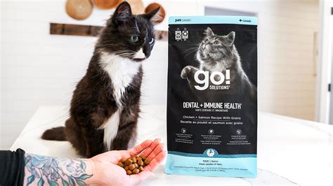 How to Keep a Cat's Teeth Clean Without Brushing | Go! Solutions