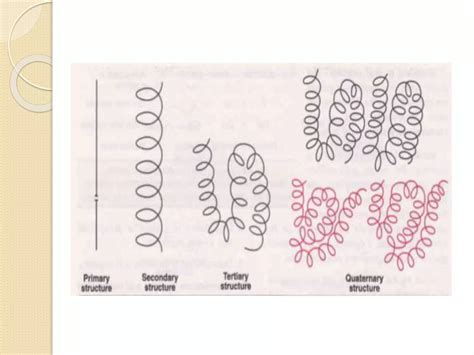 Structure and classifications of proteins | PPT