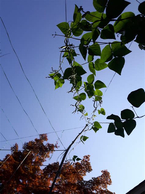 these beans really want to reproduce : r/OntarioGardeners
