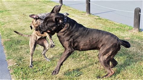 Cane Corso Dogs Attack 的图像结果
