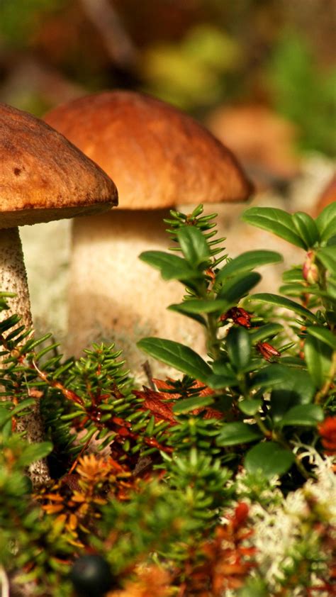 Image result for Mushroom Huge Dataset Classification Python