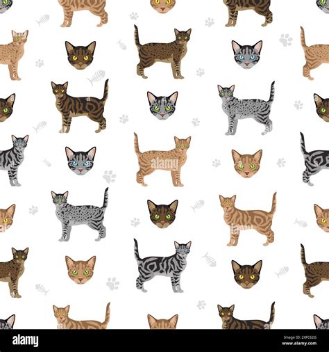 Asian shorthair Tabby cat seamless pattern. All coat colors set. All ...