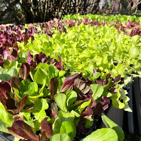 Fall Plant Sale '25 – 3 Porch Farm