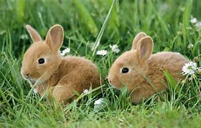 Image result for Bunnies Laying Down