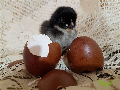 Image result for BCM4 File Viewer