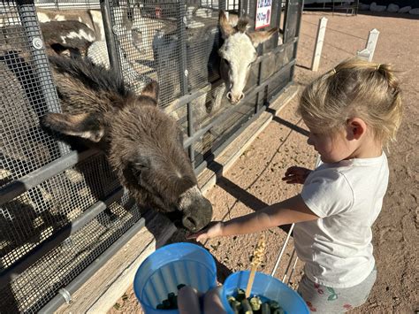Rooster Cogburn Ostrich Ranch near Tucson - Phoenix With Kids
