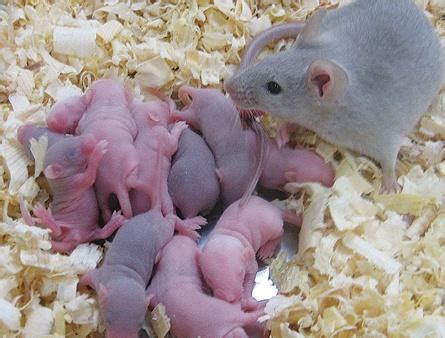 实验小鼠繁育：孕鼠与仔鼠的日常照料问题解答汇总 一 - 分析行业新闻