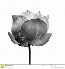 fiori in bianco e nero lotus flower in black and white isolated stock photo fiori in bianco e nero lotus flower in black and white isolated stock photo