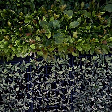 A vegan philosopher on the morality of eating plants