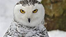 Winter Snowy Owl Wallpaper by Snowy Owl Wallpapers Wallpaper Cave Winter Snowy Owl Wallpaper