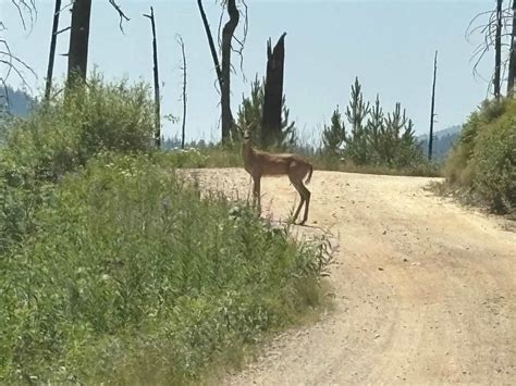 Red River Road, Idaho - GPS Trail Map, Conditions & Difficulty | onX ...