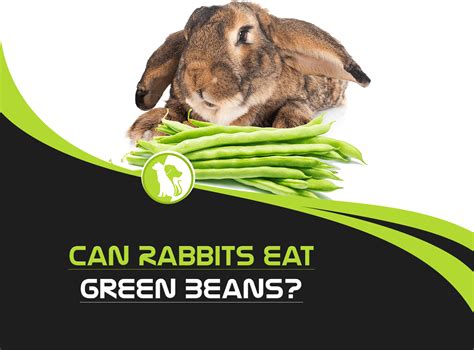 Can Cats And Dogs Have Green Beans