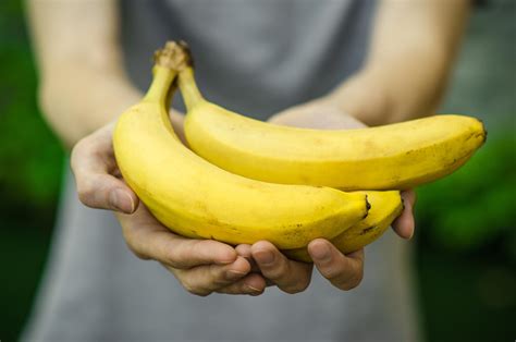Genetically modified bananas out to stop Cavendish catastrophe