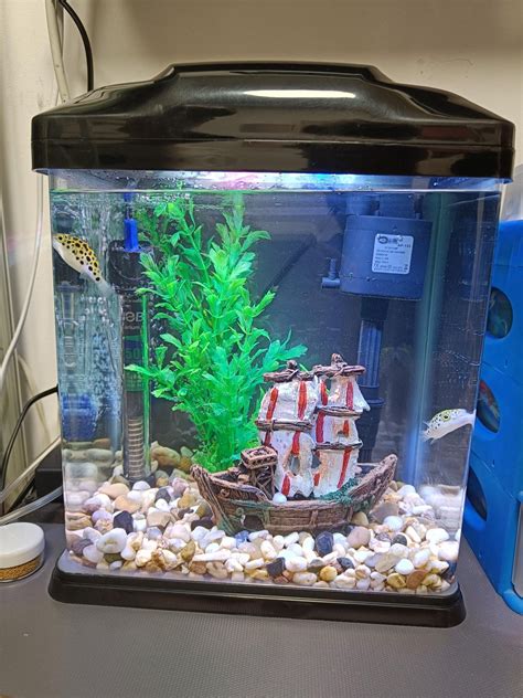 (New to the hobby) are those Green Spotted Puffers? : r/aquarium