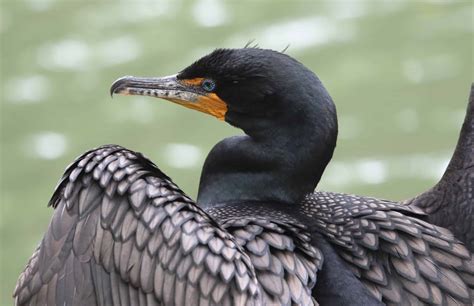 Cormorant Bird Fishing