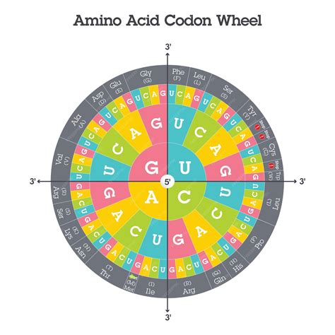 Premium Vector | Amino acid codon table genome sciences vector graphic