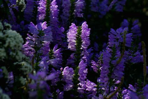 Tall Purple Flowers Free Stock Photo - Public Domain Pictures