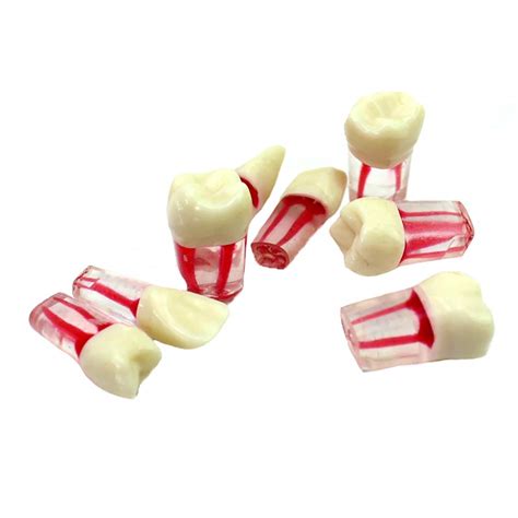Buy WHYTT Teeth Anatomical Models Teaching Model of Dental Endodontics ...